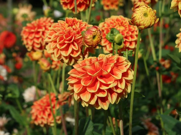 Quel type de vitrage choisir pour une véranda dans une région avec des hivers rigoureux?