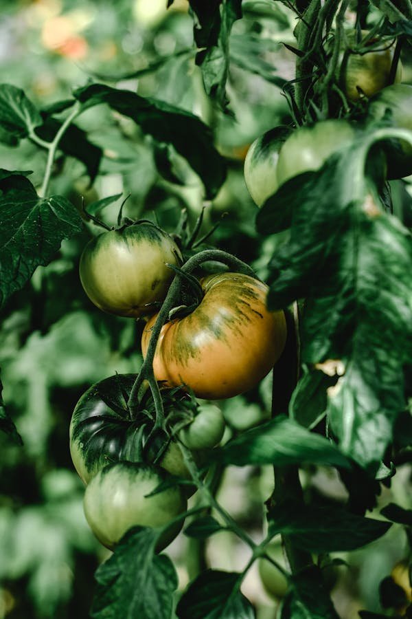 7 astuces incontournables pour cultiver des tomates avec succès